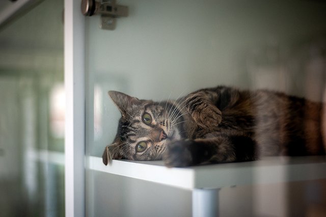 3646-1-adopter-un-chat-marika