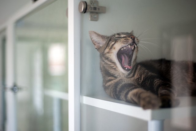 3646-2-adopter-un-chat-marika