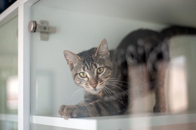 3646-3-adopter-un-chat-marika