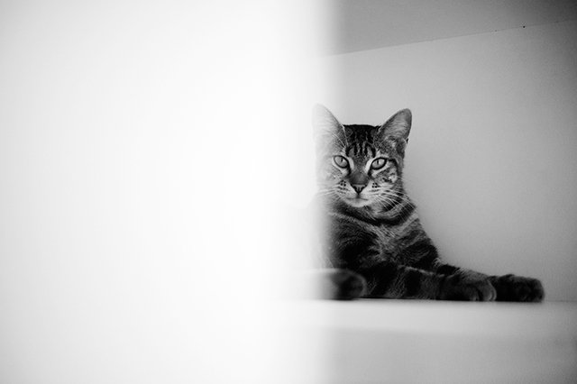 3646-5-adopter-un-chat-marika