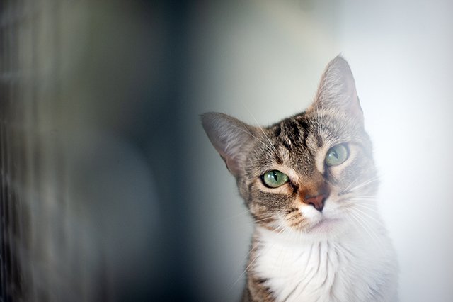 3657-1-adopter-un-chat-pia