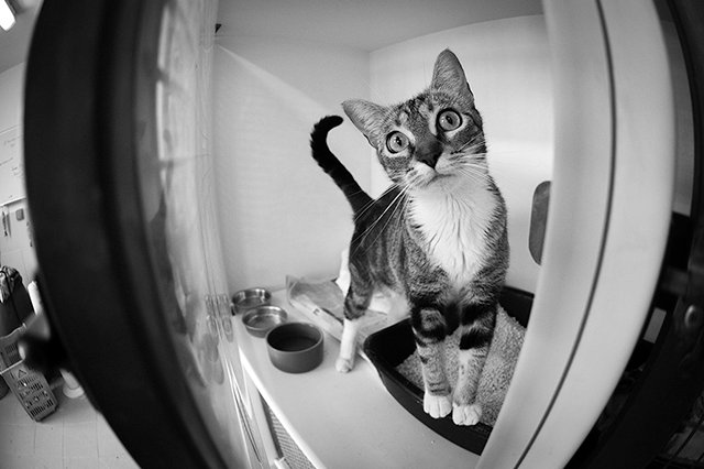 3657-2-adopter-un-chat-pia