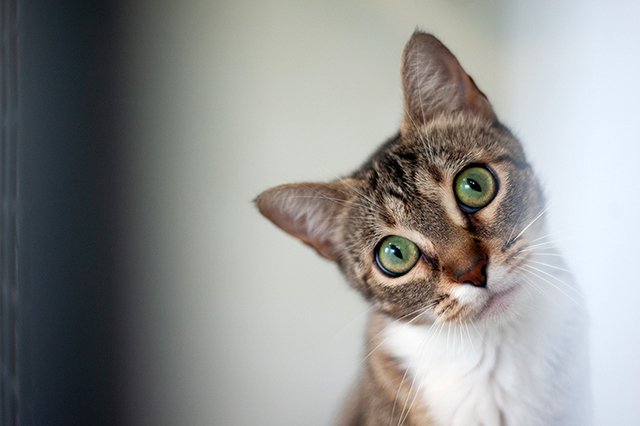 3657-3-adopter-un-chat-pia