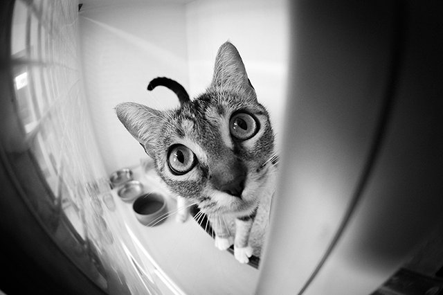 3657-4-adopter-un-chat-pia