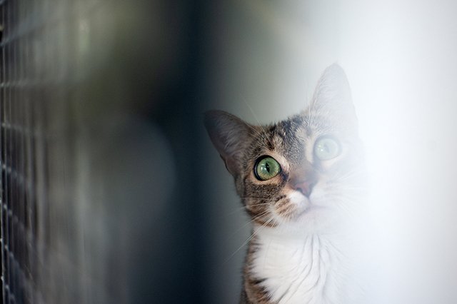 3657-5-adopter-un-chat-pia