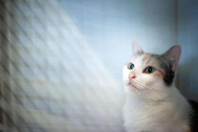 3659-1-adopter-un-chat-boomy