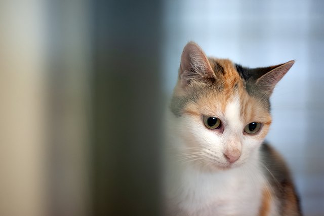 3659-2-adopter-un-chat-boomy