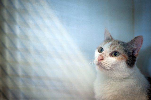 3659-4-adopter-un-chat-boomy
