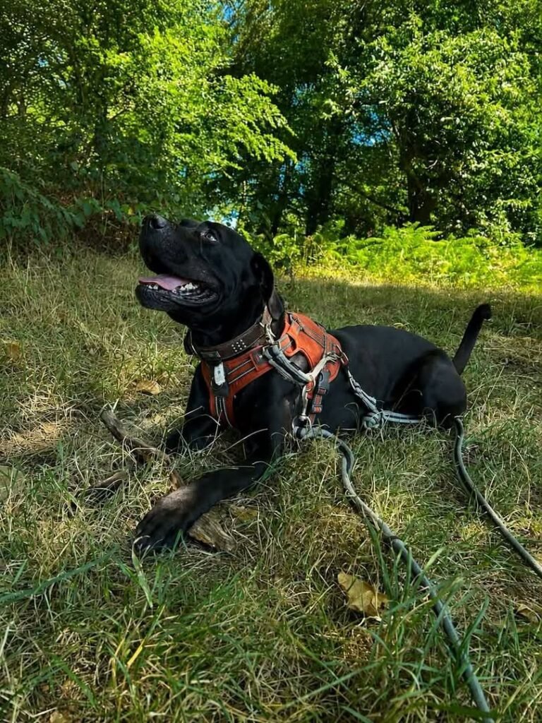 BANDIT-3