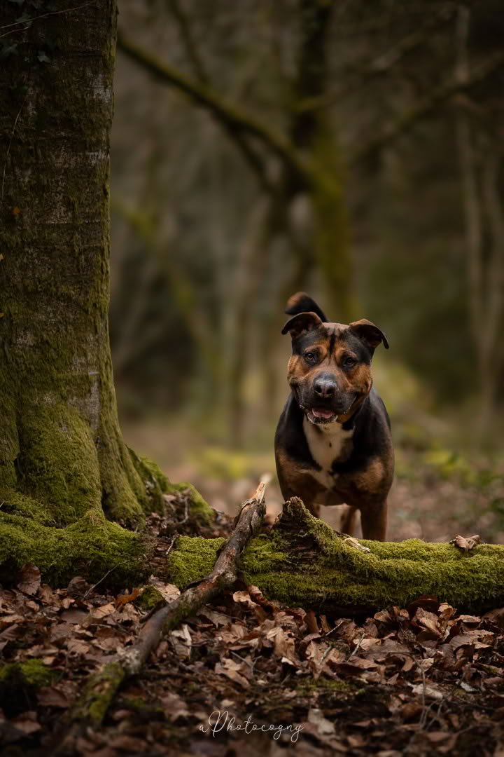 Cooper-2